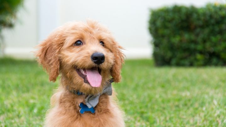 9 Things to Know About The Teacup Goldendoodle