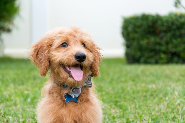Cute Golden-doodle puppy with bow tie sitting outdoors with tongue sticking out