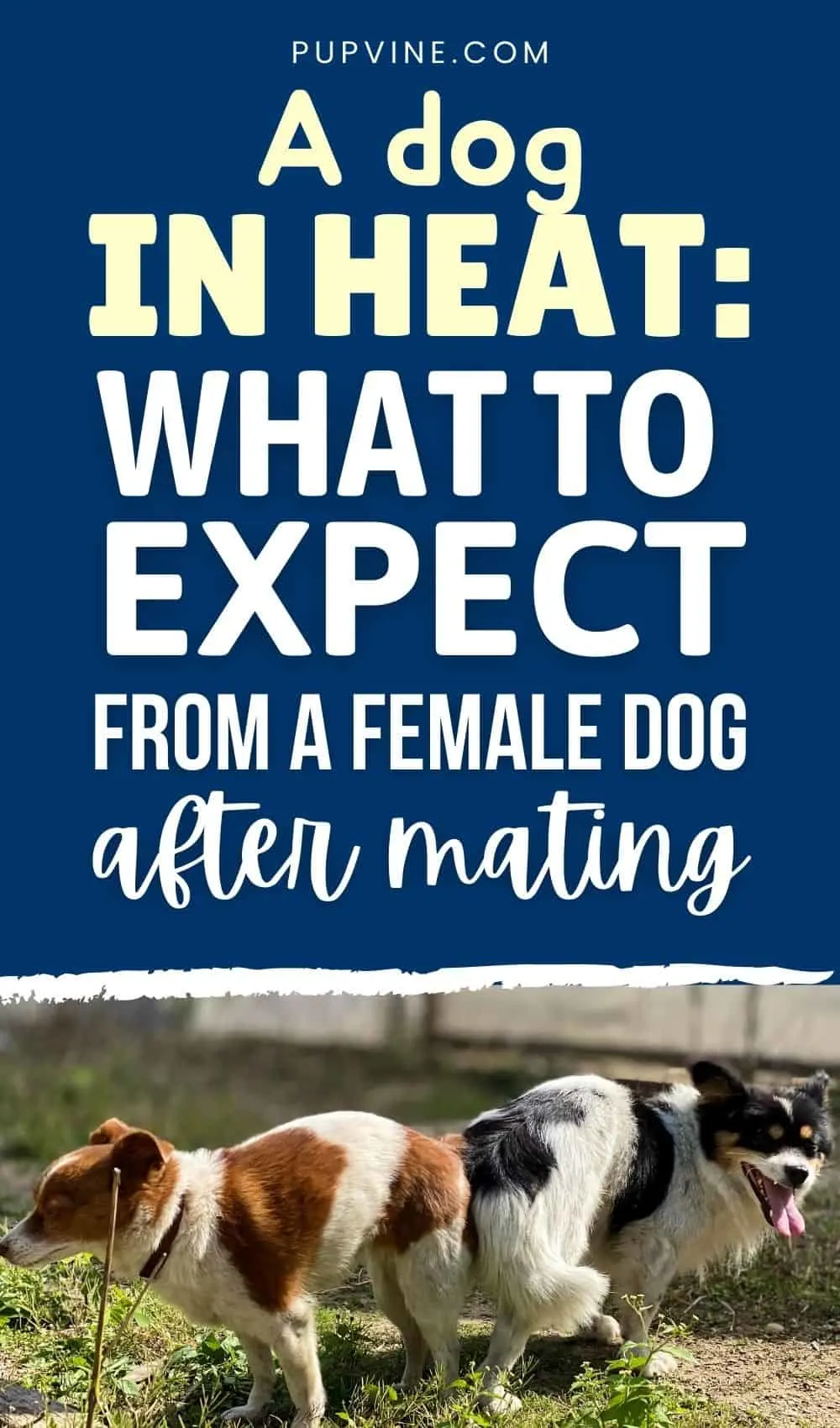 A Dog in Heat What to Expect From a Female Dog After Mating