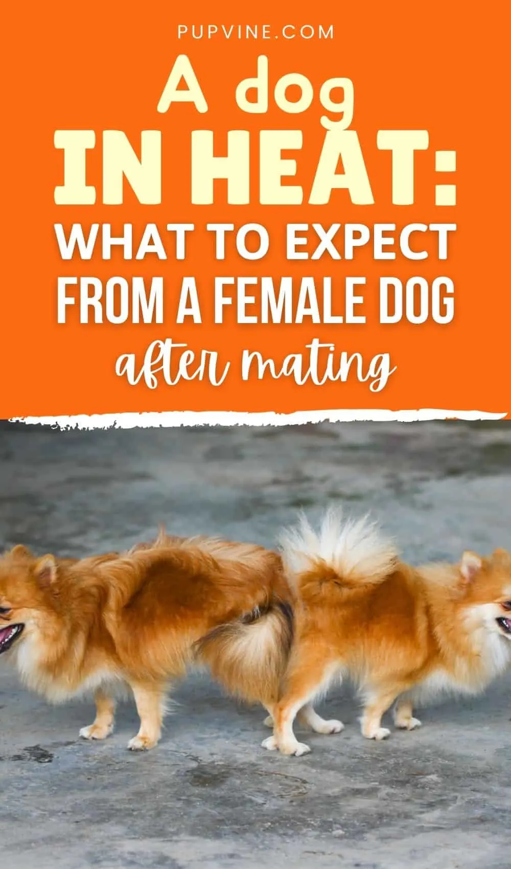 A Dog in Heat: What to Expect From a Female Dog After Mating