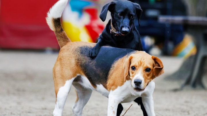 A Dog in Heat: What to Expect From a Female Dog After Mating
