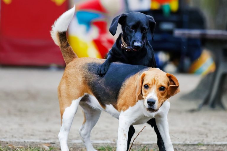 a dog climbing on top of another dog outdoors