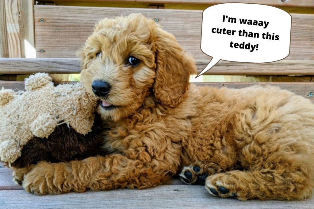 A Family's Favorite Teddy Bear Puppy