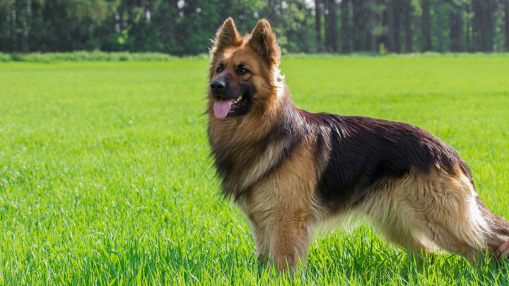 A German Shepherd Barking: A Perfect Guide to Train Your GSD