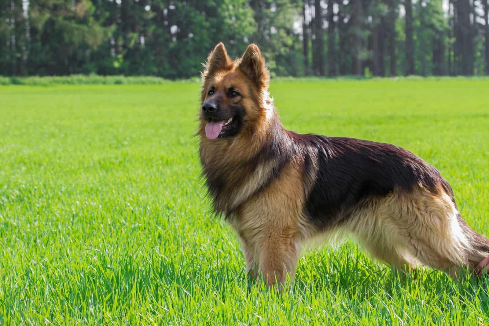 German Shepherd dog outside on grass