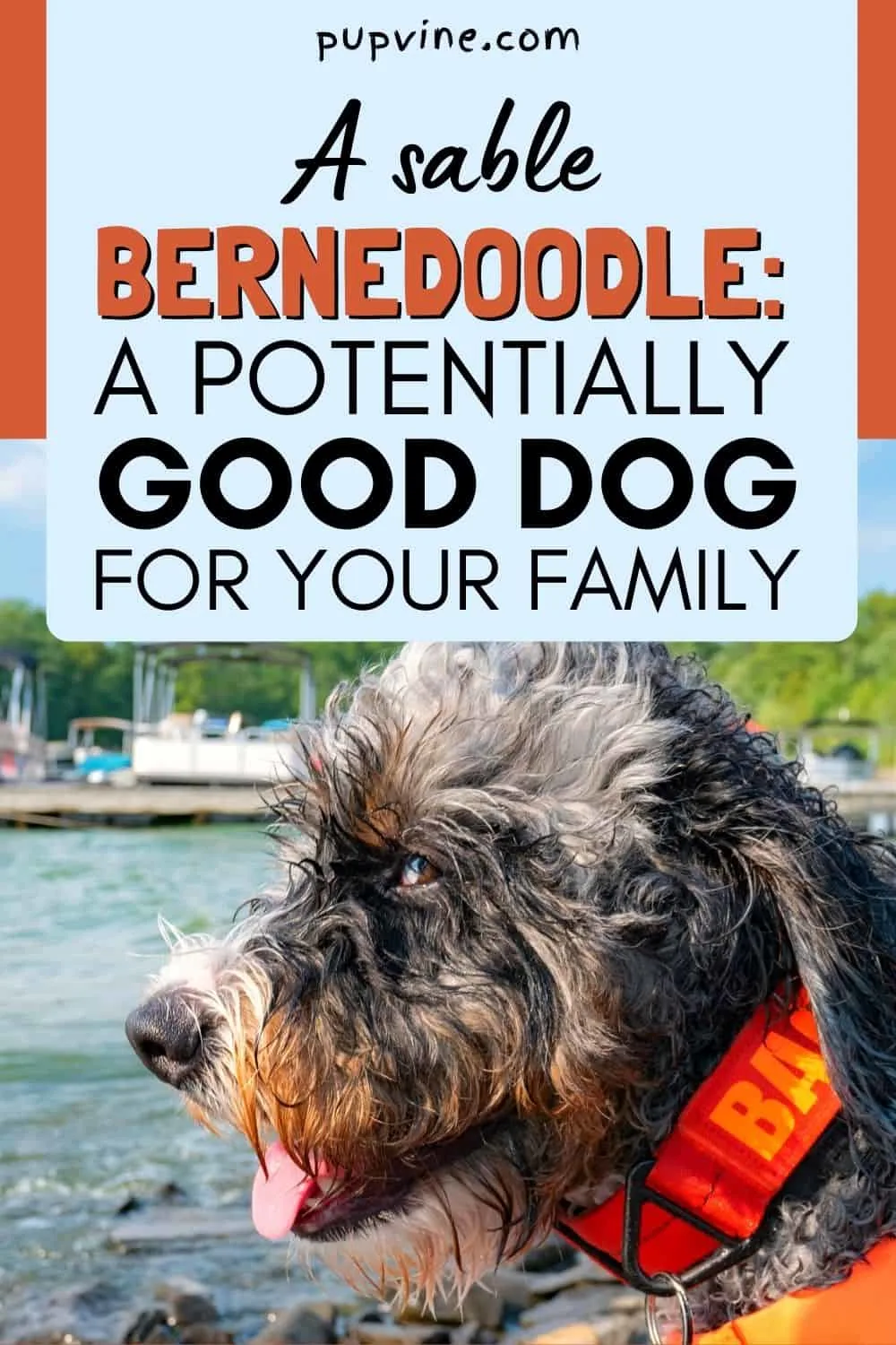 A Sable Bernedoodle: A Potentially Good Dog For Your Family