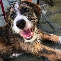 wet sable bernedoodle sitting on the floor