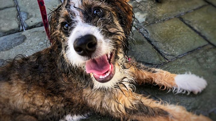 A Sable Bernedoodle: A Potentially Good Dog For Your Family?
