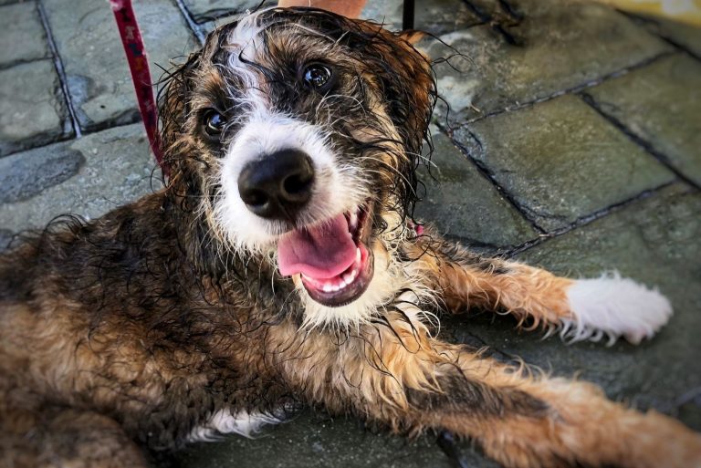 wet sable bernedoodle sitting on the floor