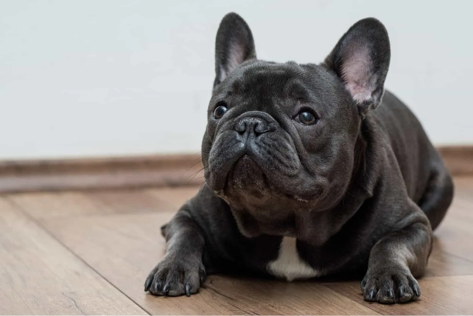 A blue french bulldog is lying on the floor