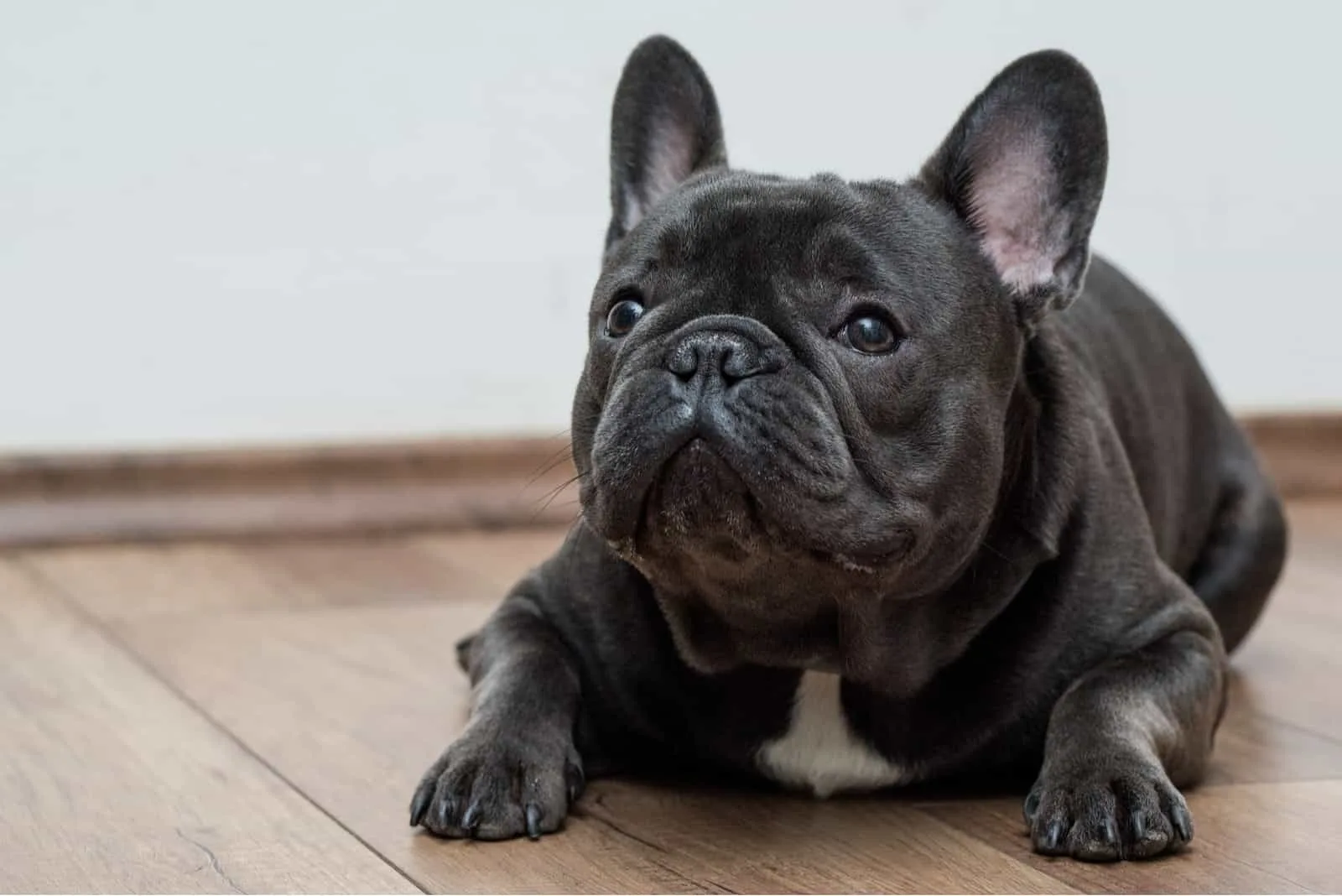 Chocolate French Bulldog: All On This Rare Coat Color