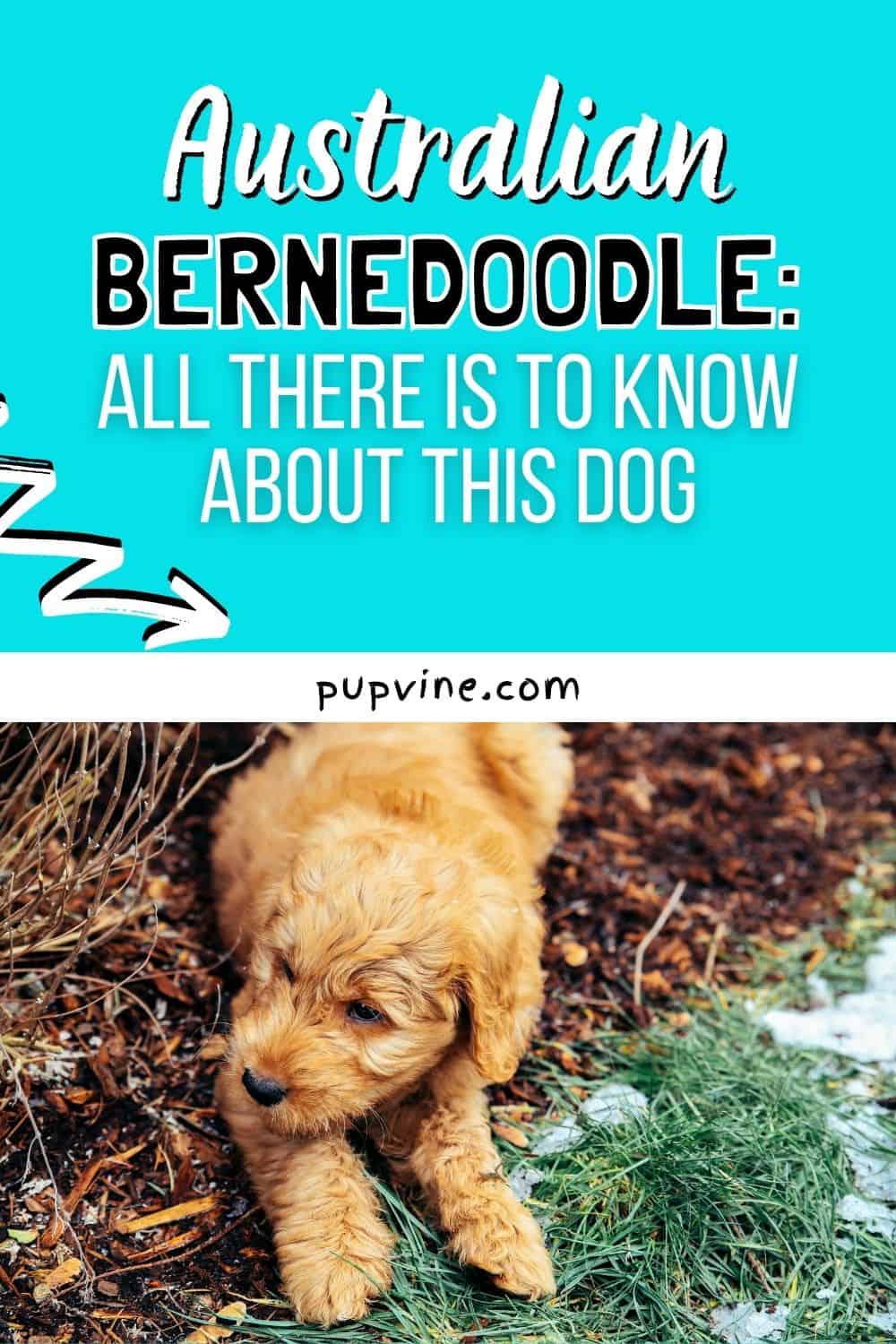 Australian Bernedoodle: All There Is To Know About This Dog