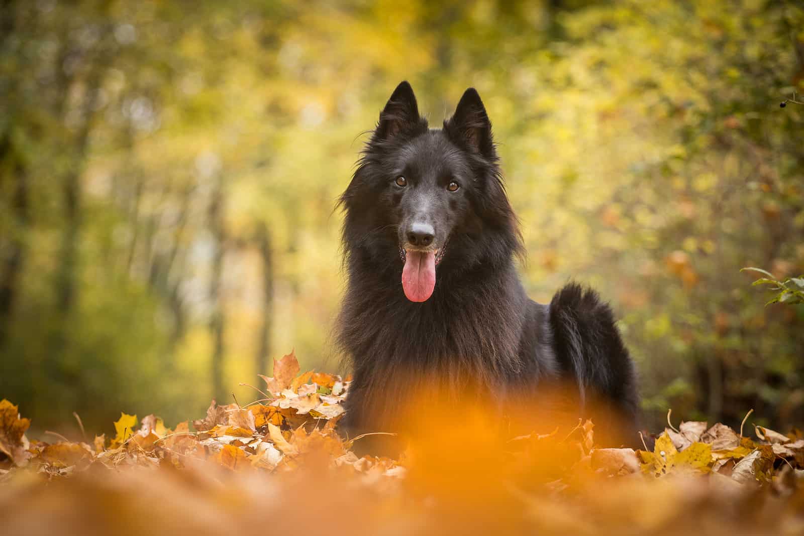 Adorable Black Belgian Shepherd Dog Groenendael lies in the leaves