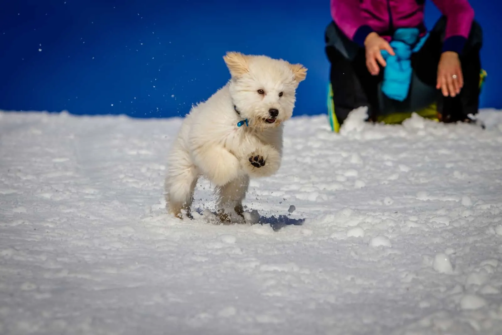 An extremely cute puppy golden doodle playing with snow balls