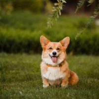 Corgi sitting on the grass