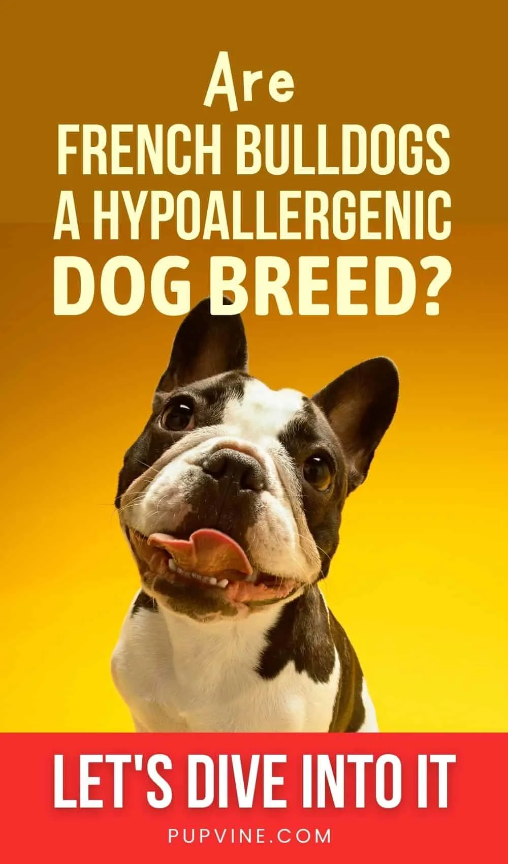 Are French Bulldogs a Hypoallergenic Dog Breed Let's Dive Into It!