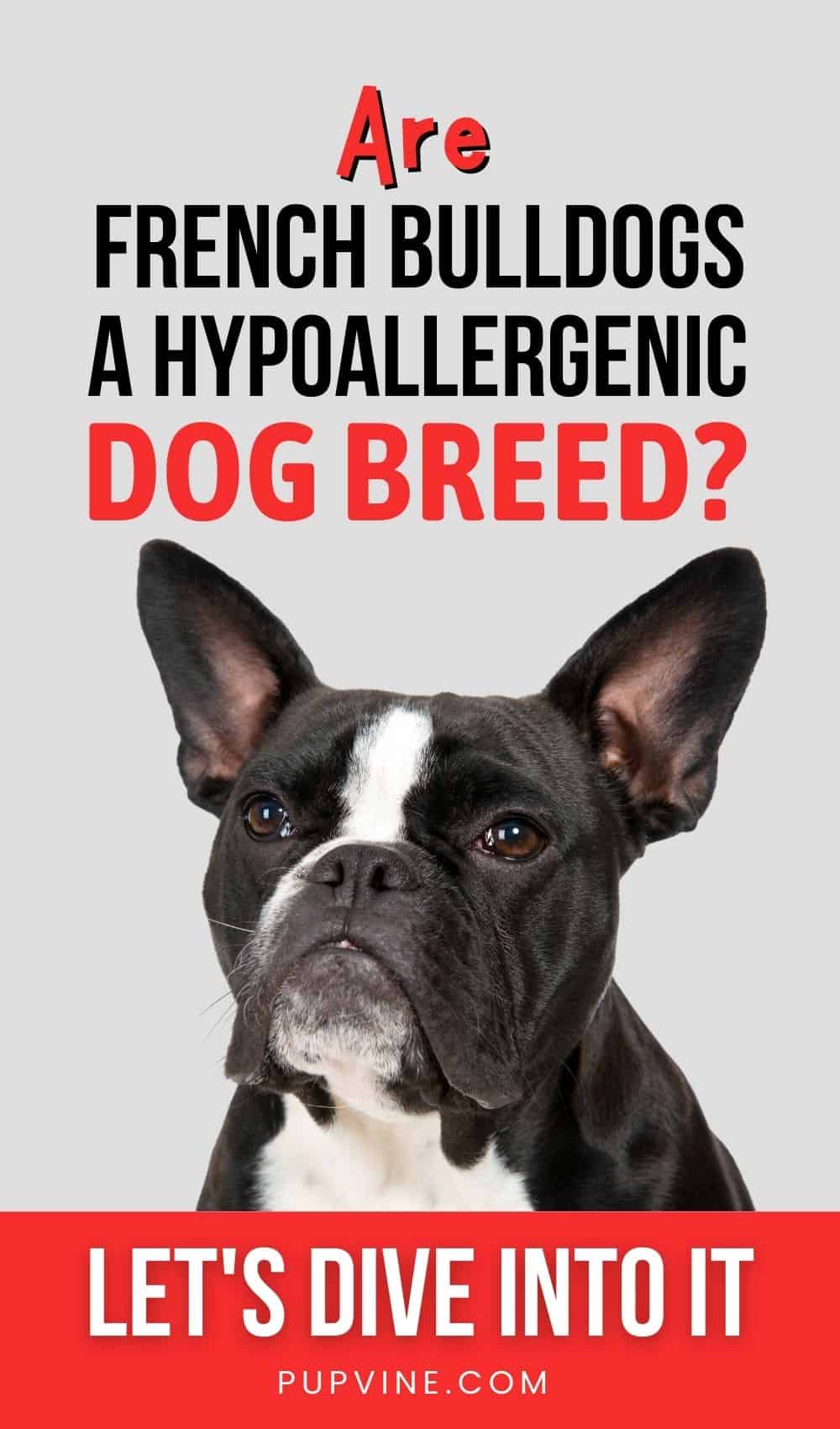 Are French Bulldogs a Hypoallergenic Dog Breed? Let's Dive Into It!