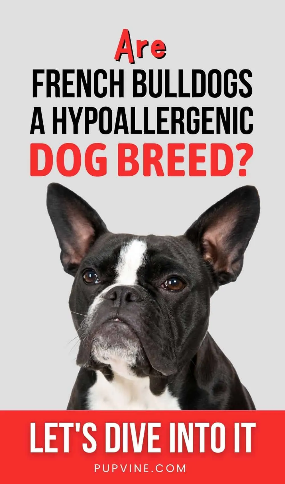 Are French Bulldogs a Hypoallergenic Dog Breed? Let's Dive Into It!
