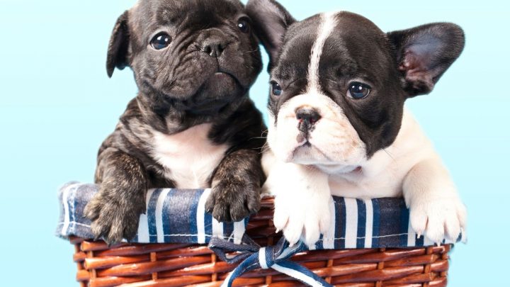 Are French Bulldogs Hypoallergenic Or Not?