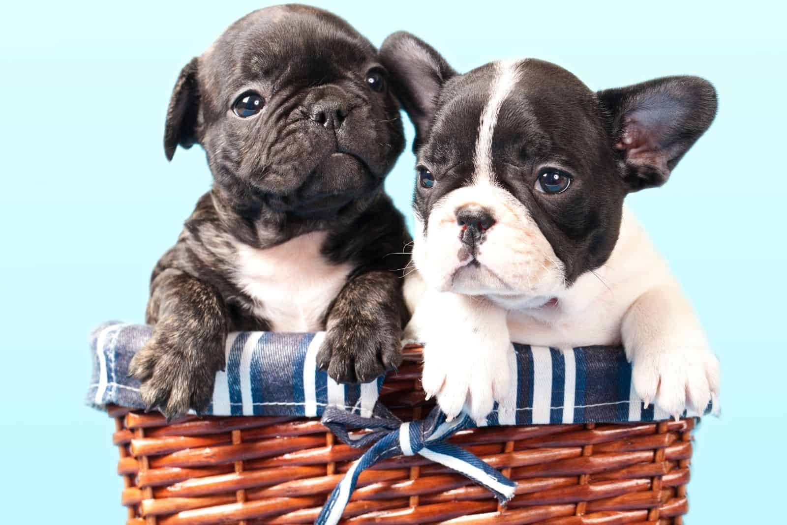 two puppy french bulldogs with black and white color inside a basket