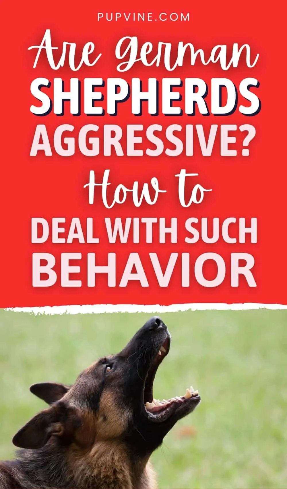 Are German Shepherds Aggressive How to Deal With Such Behavior