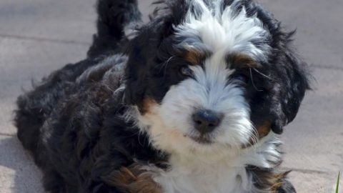 Merle Bernedoodles lies and rests
