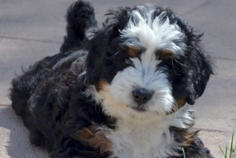 Merle Bernedoodles lies and rests