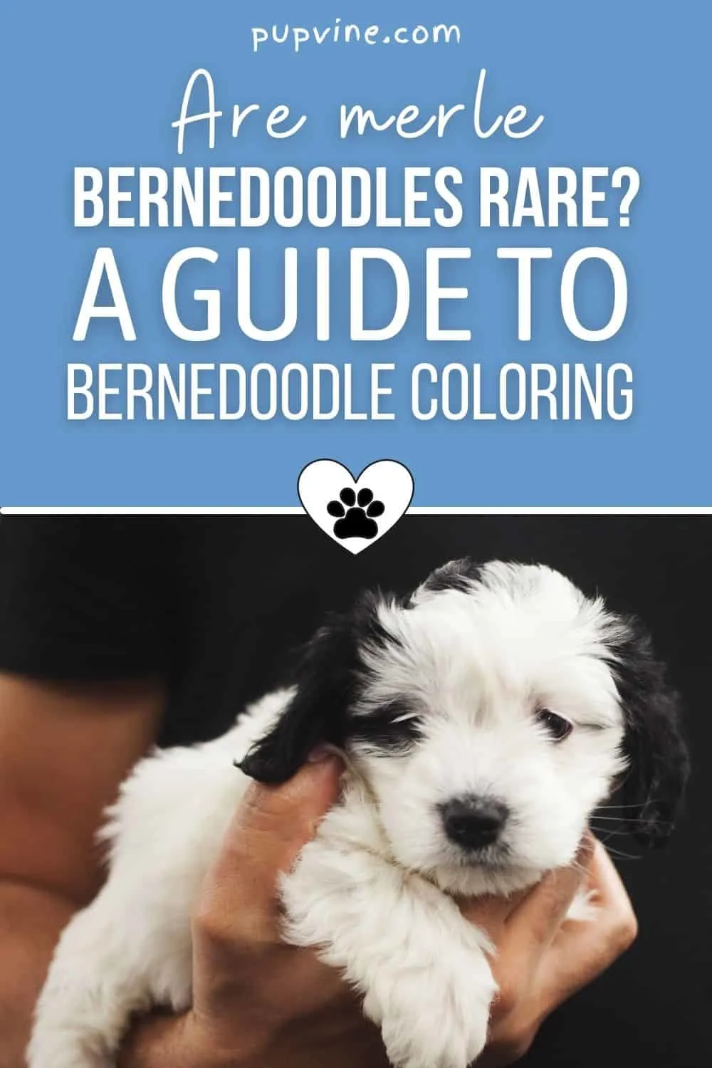 Are Merle Bernedoodles Rare? A Guide To Bernedoodle Coloring