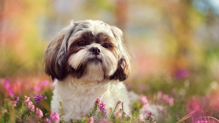 Are Shih Tzu Hypoallergenic? Keeping Dog Allergies At Bay