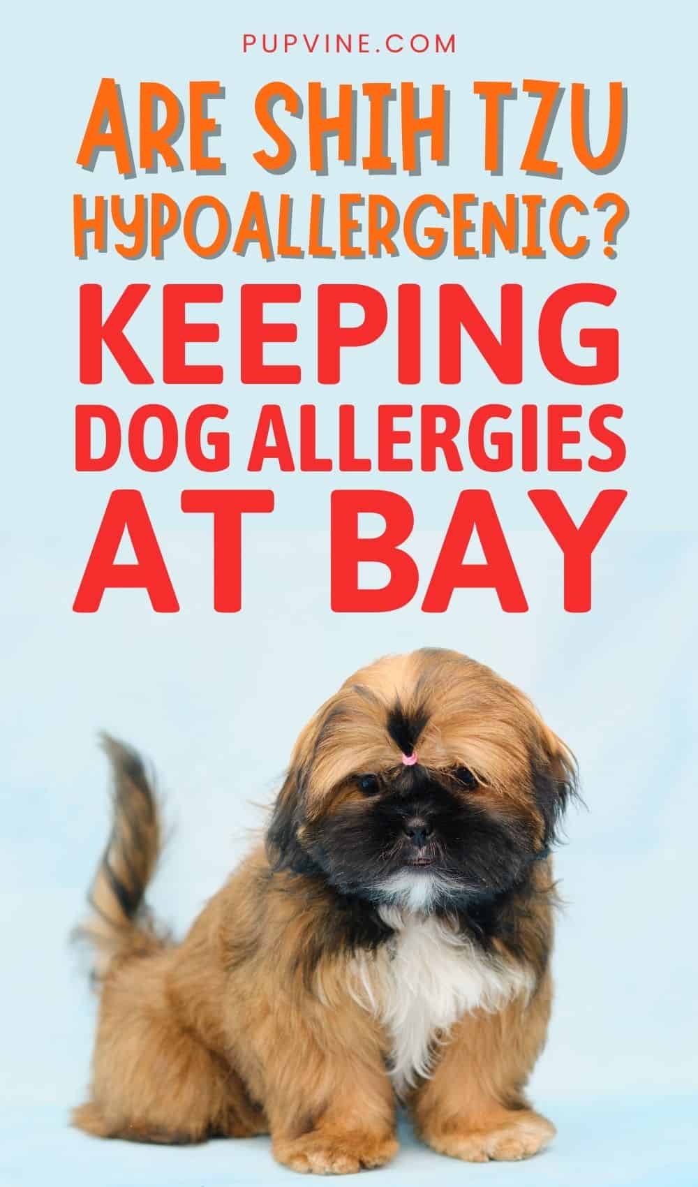 Are Shih Tzu Hypoallergenic? Keeping Dog Allergies At Bay