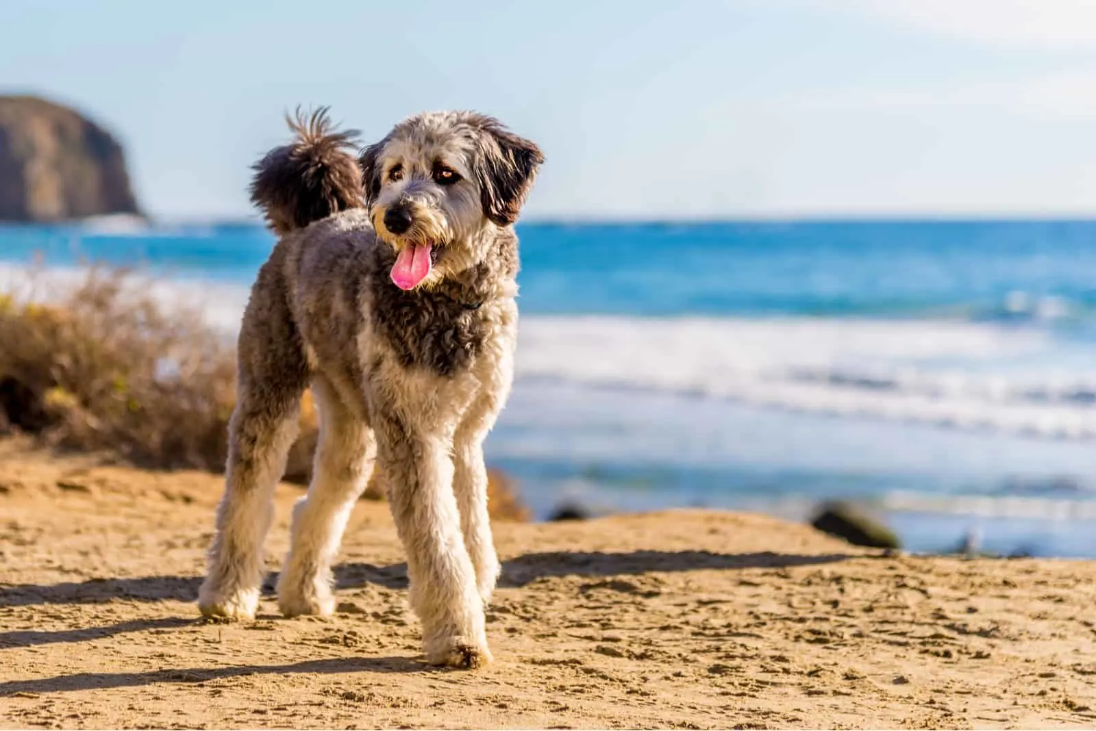 Aussiedoodle puppy playing on beach