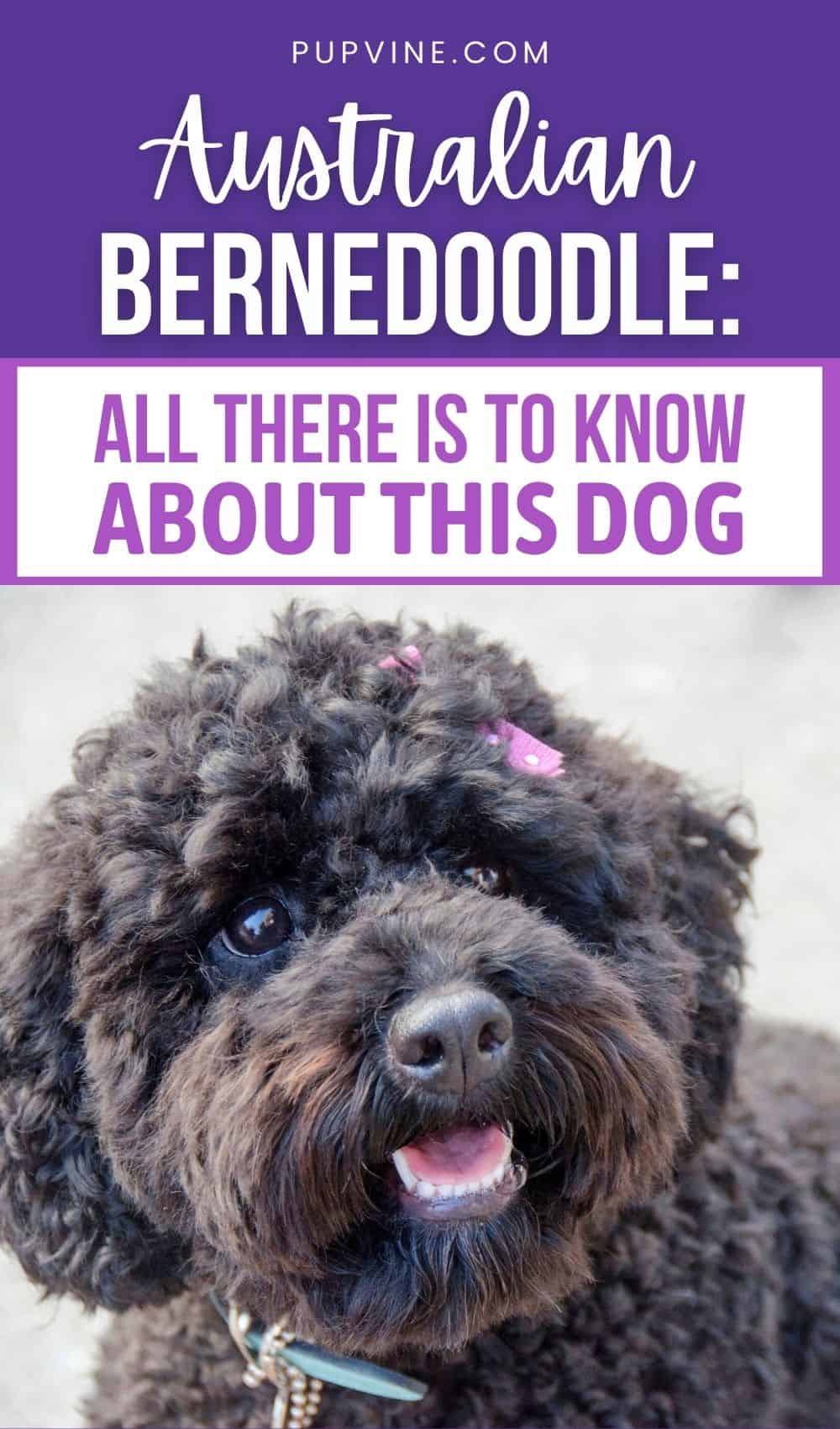Australian Bernedoodle All There Is To Know About This Dog