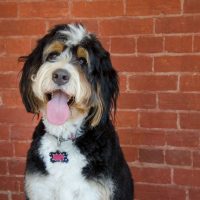 an australian bernedoodle standing against a brown brick walls