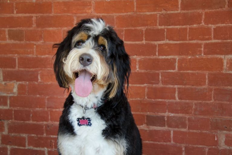 an australian bernedoodle standing against a brown brick walls