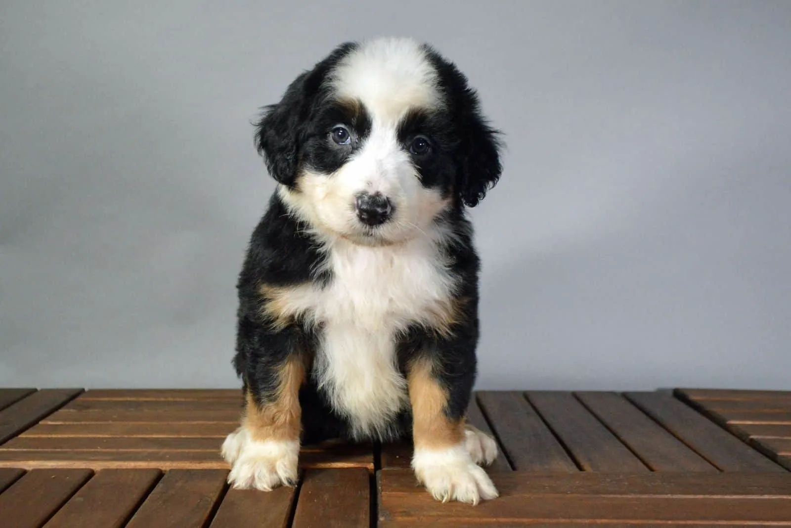 Australian Mountain Doodle puppy sitting