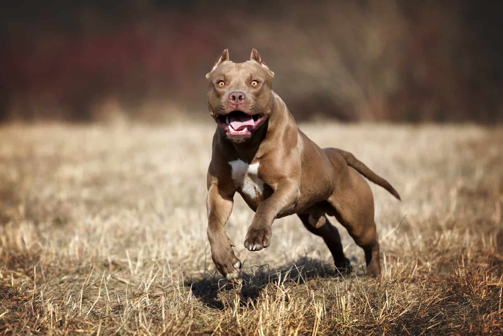 Beautiful American Pit Bull Terrier dog running on the field