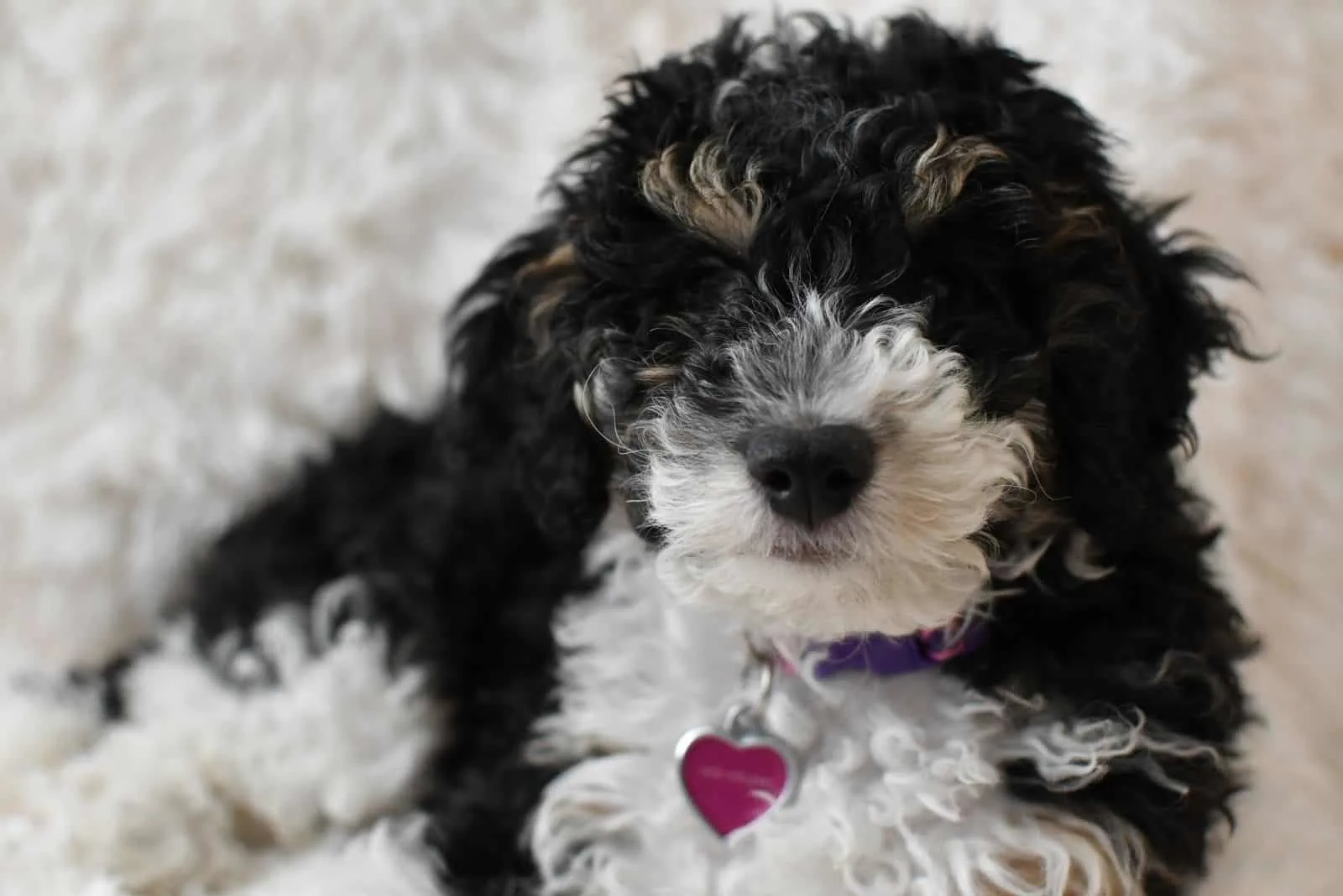Bernedoodle puppy lies down and rests