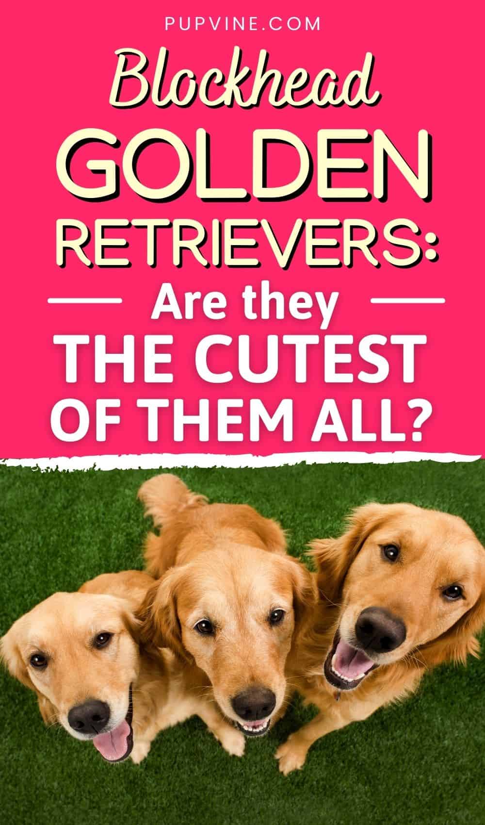 Blockhead Golden Retrievers Are They The Cutest Of Them All