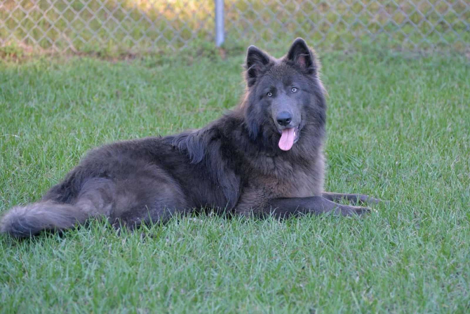 Blue Bay Shepherd lies and rests in the grass