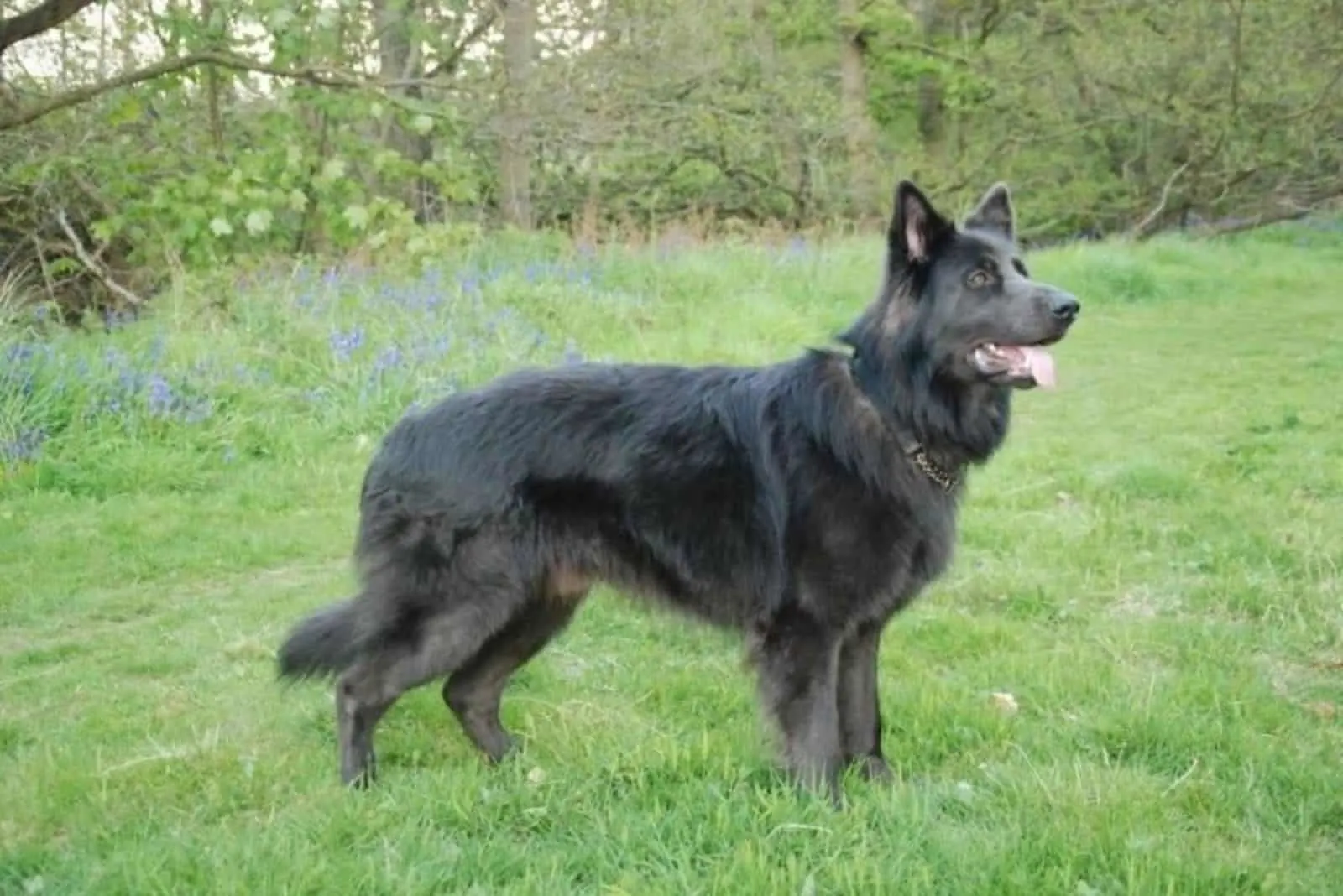 Blue Bay Shepherd stands in the grass