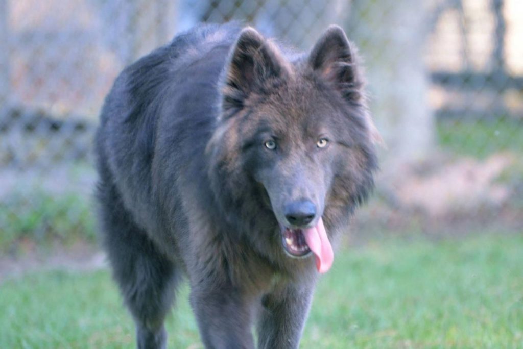 The Blue Bay Shepherd The WolfLike New Breed Explained