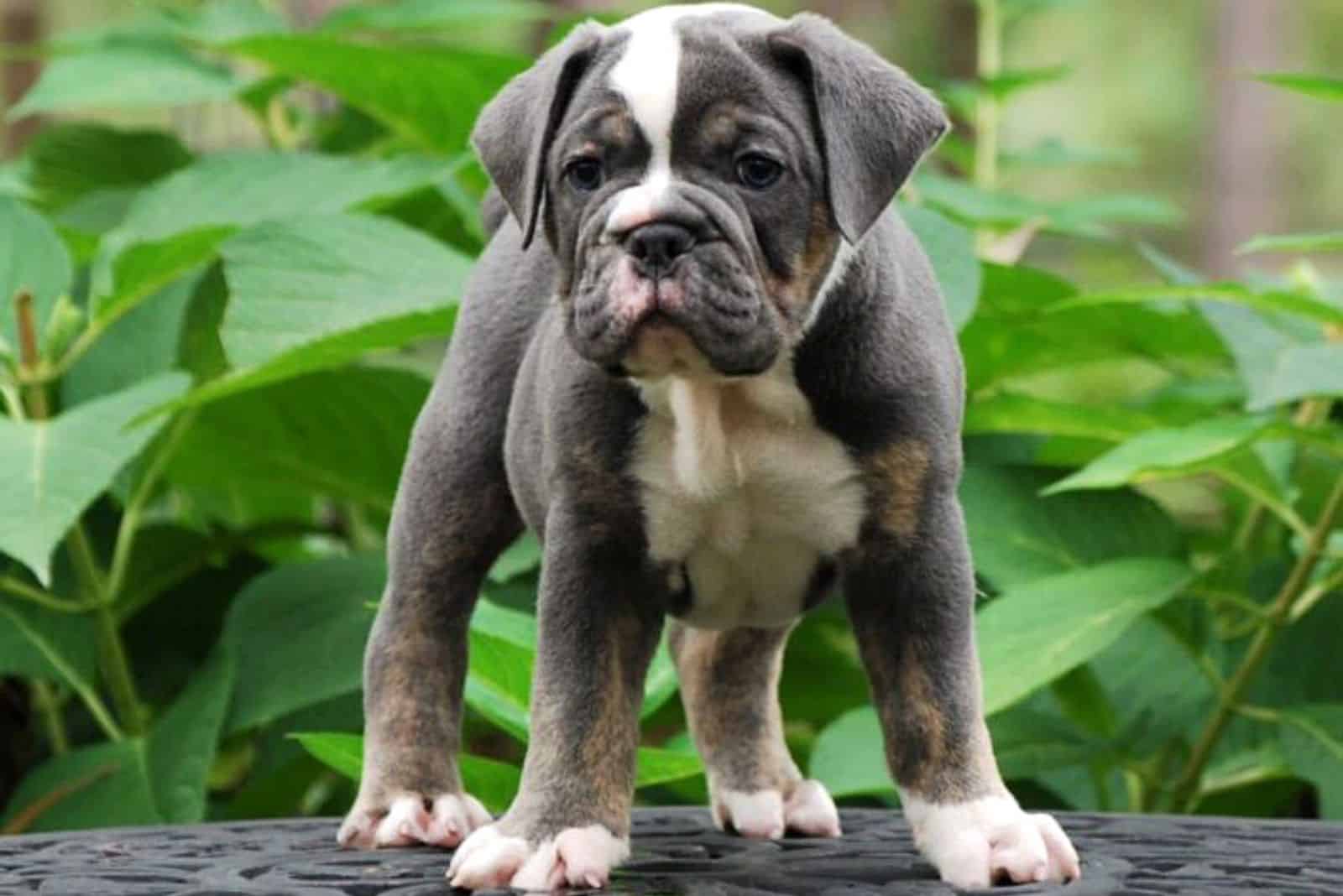 the adorable English Bulldog puppy stands