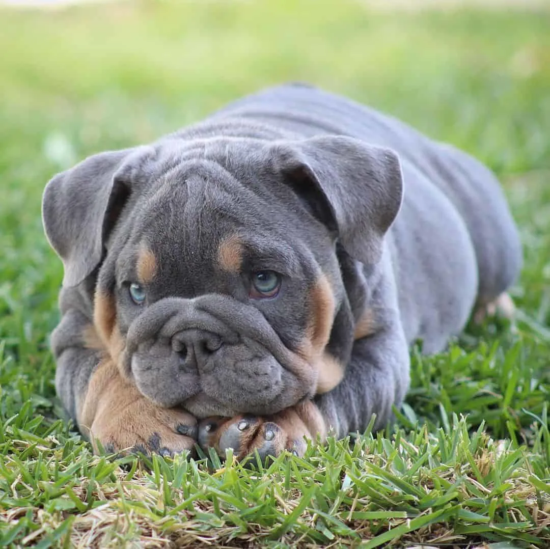 Blue English Bulldog lying on the grass