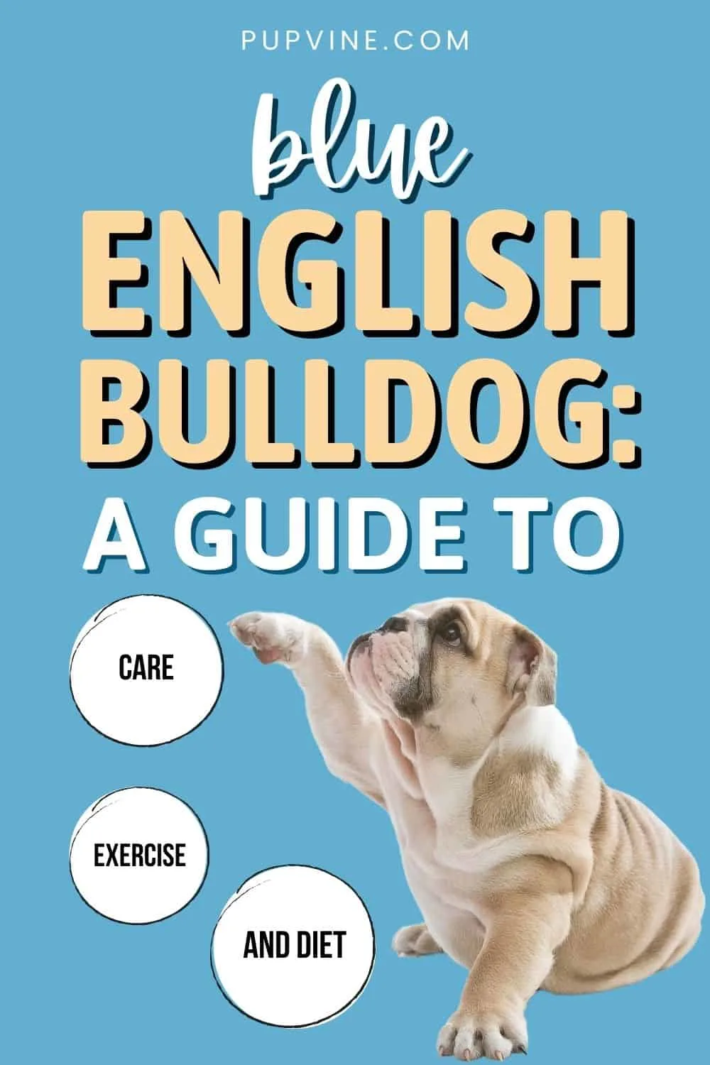 Blue English Bulldog: A Guide To Care, Exercise, And Diet