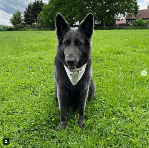 Blue German Shepherd: All About This Unique Dog Breed