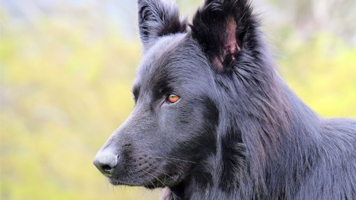 Blue German Shepherd: All About This Unique Dog Breed
