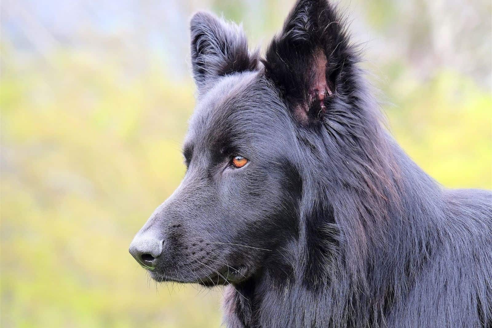 blue german shepherd in a sideview on focus with a blurred outdoor background