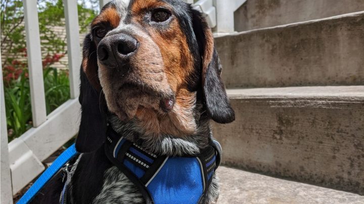 Blue Tick Beagle – A Complete Guide for Beginner Owners