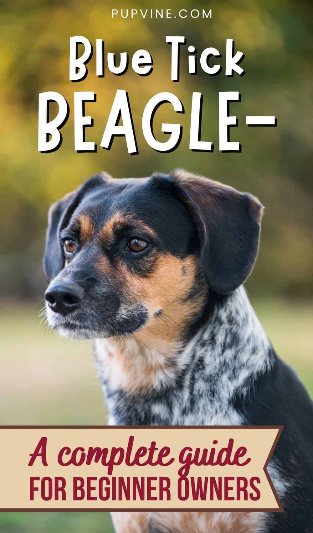 Blue Tick Beagle - A Complete Guide for Beginner Owners