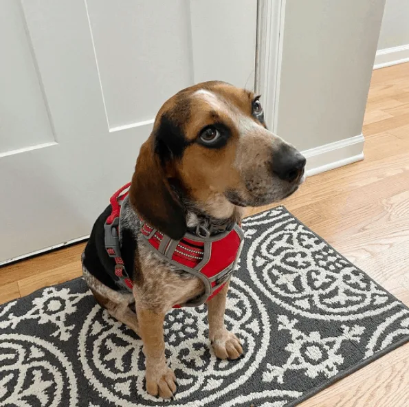 Blue Tick Beagle sitting at home